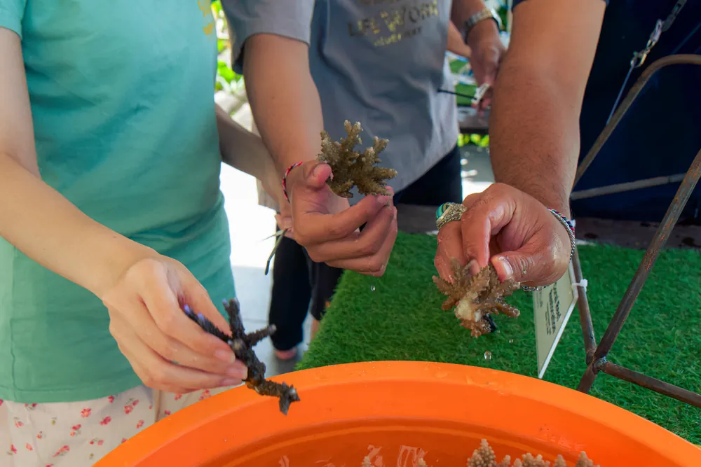 Coral Planting & Marine Discovery – photo 6