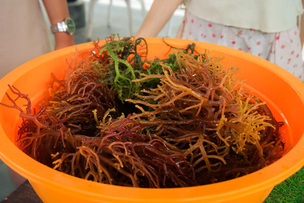 Seaweed Cultivation & Coastal Life – photo 2