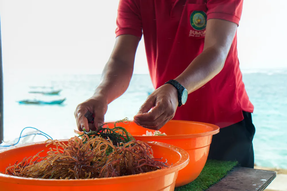 Seaweed Cultivation & Coastal Life – photo 6