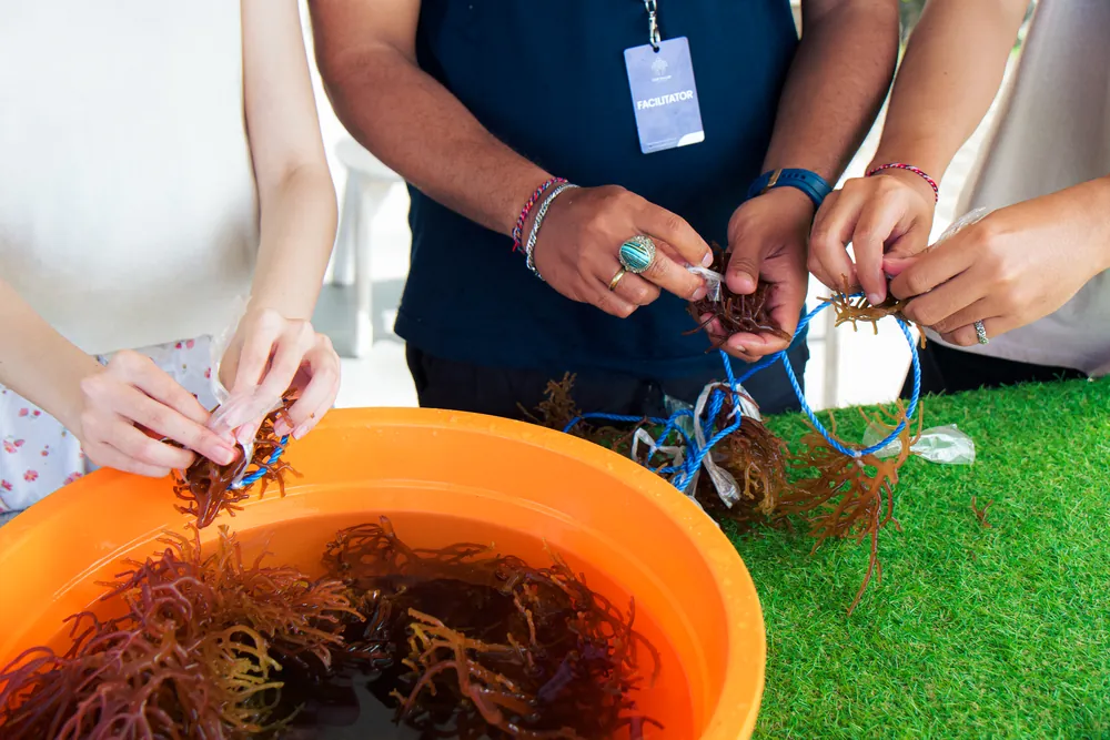 Seaweed Cultivation & Coastal Life – photo 9