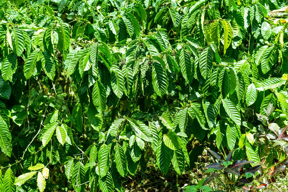 Brewing Resilience in Farming Communities – photo 3