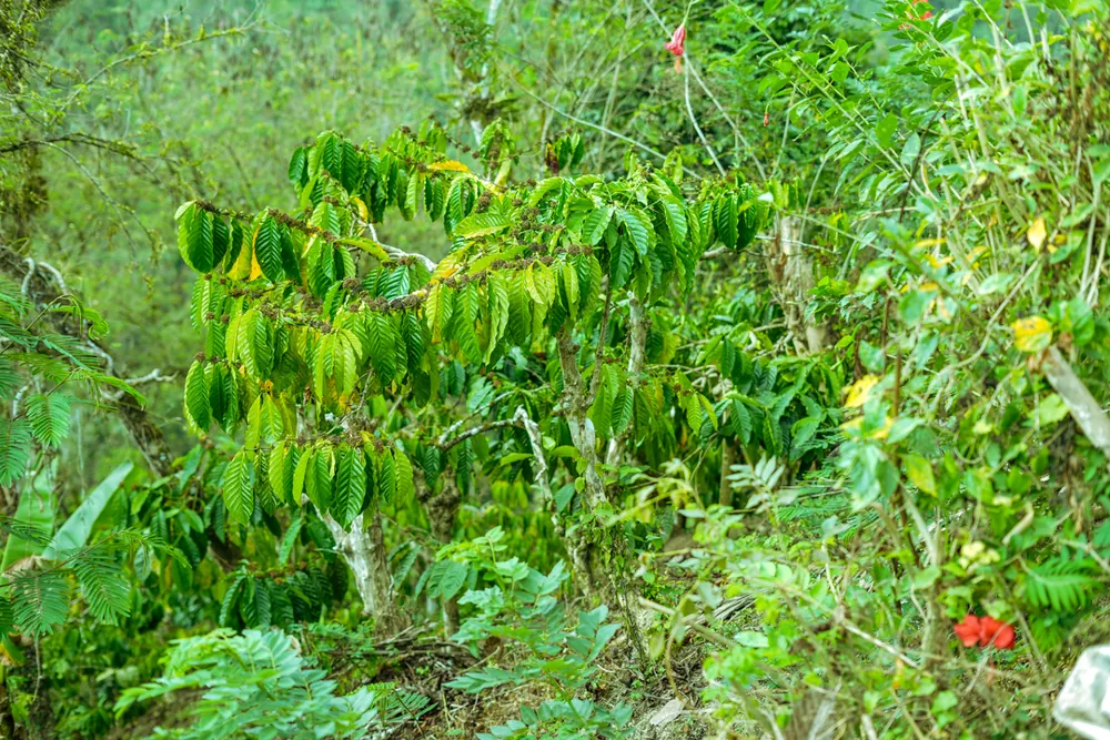 Brewing Resilience in Farming Communities – photo 5