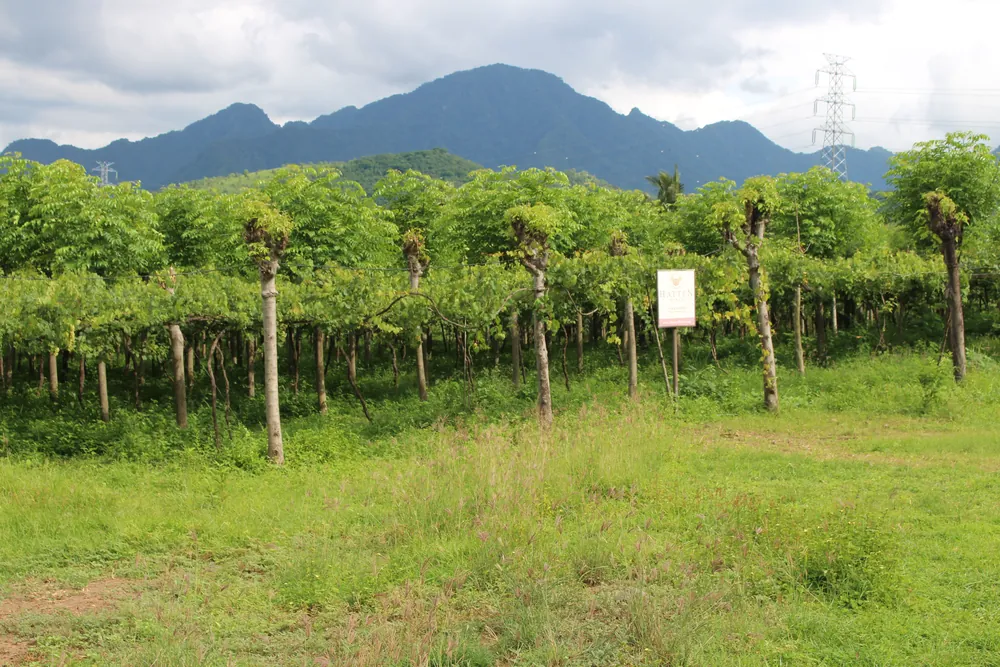Pemuteran – photo 5