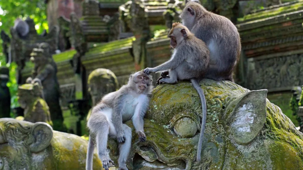 Ubud – photo 2