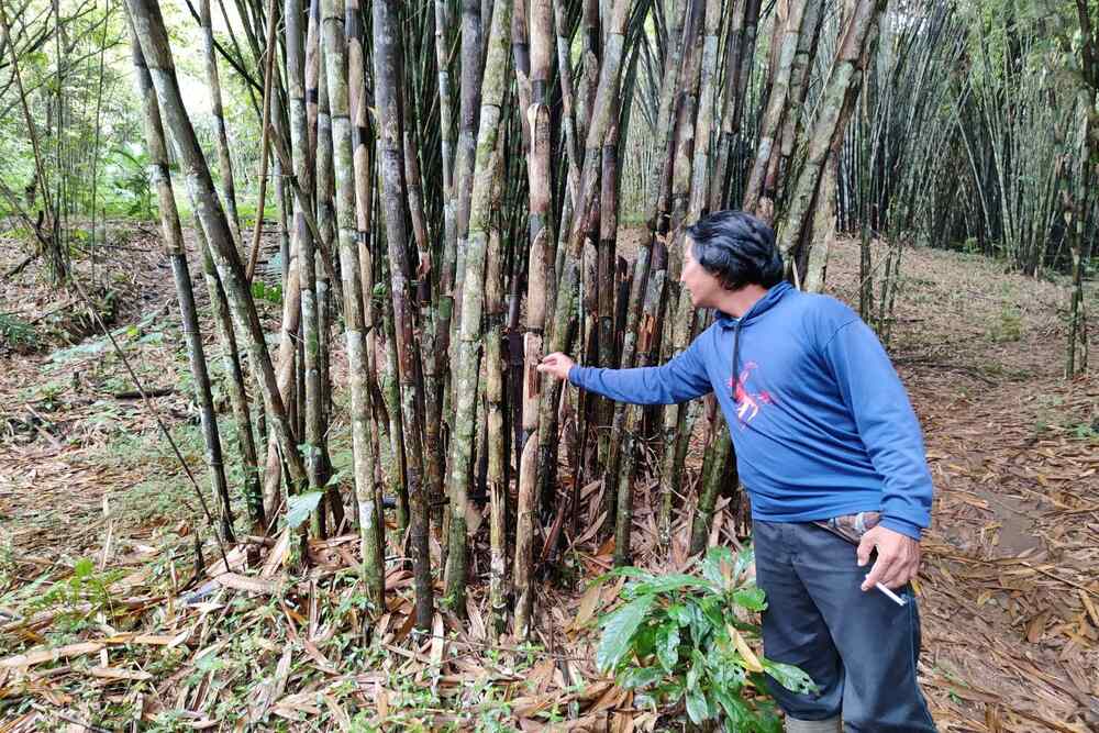 research study about bamboo