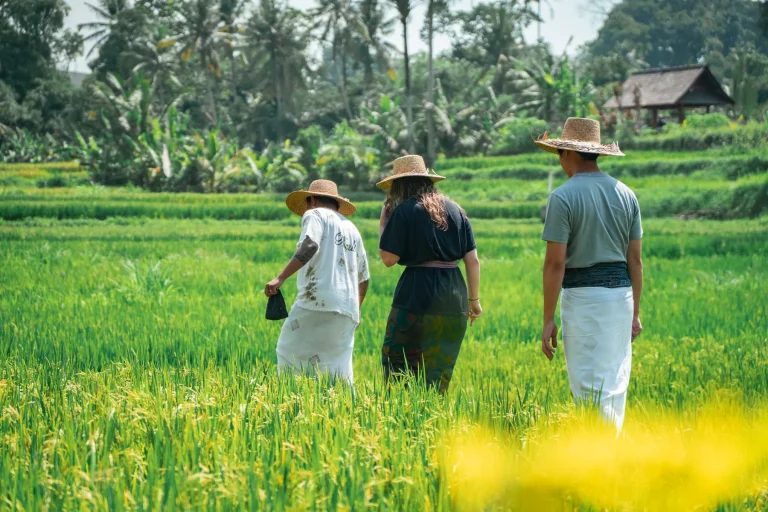 How Bali’s Subak Still Shares Water: A Visit to Jatiluwih